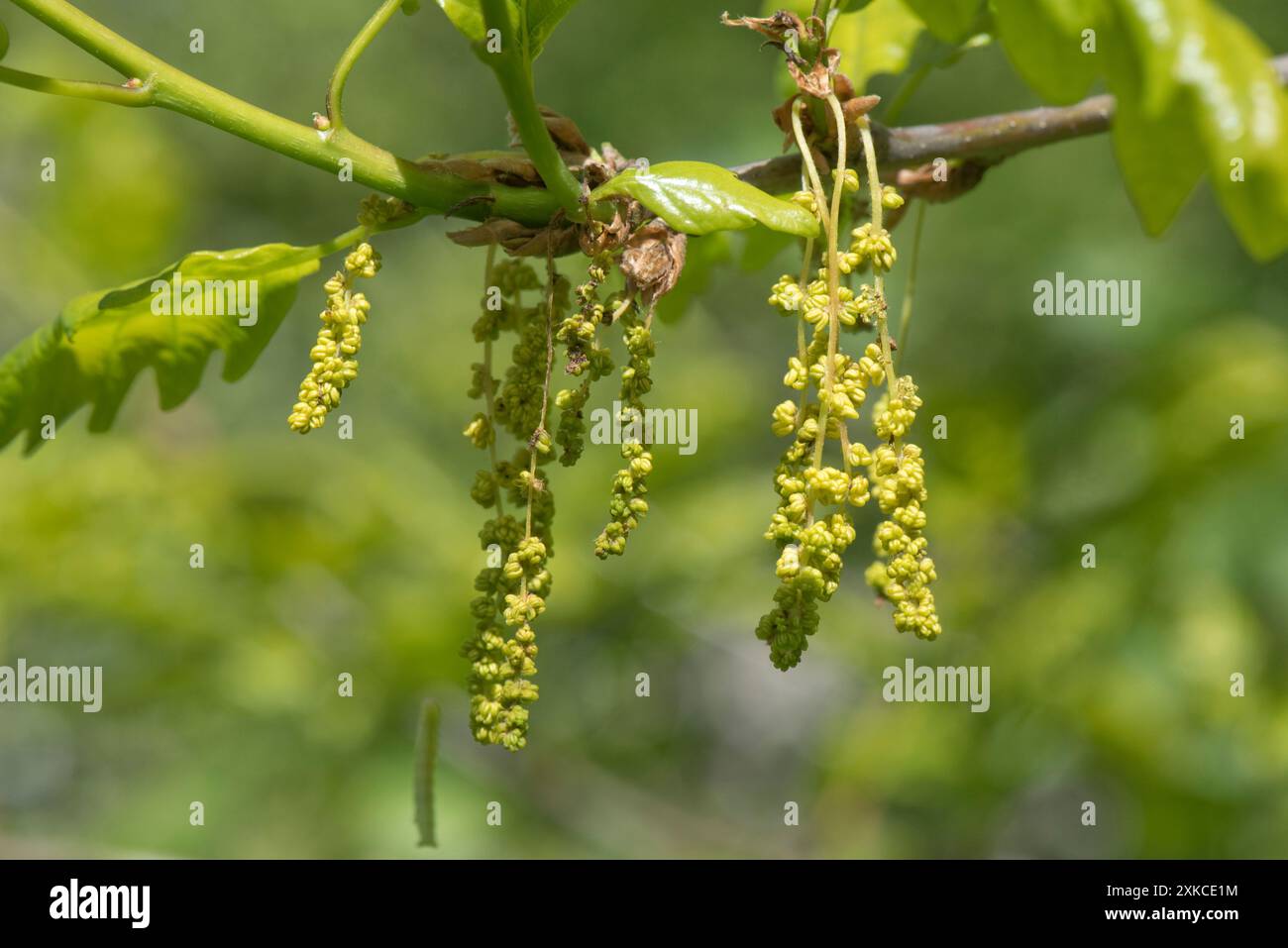 Fleurs mâles ou chatons se formant sur le chêne anglais (Quercus rubur) au printemps avec de jeunes nouvelles croissances et feuilles, Berkshire, avril Banque D'Images