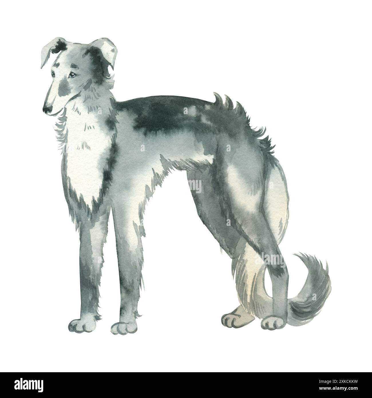 lévrier russe. Un chien de chasse aux longs cheveux de couleur grise, dessiné à la main à l'aquarelle et isolé sur un fond blanc. Convient pour l'impression Banque D'Images