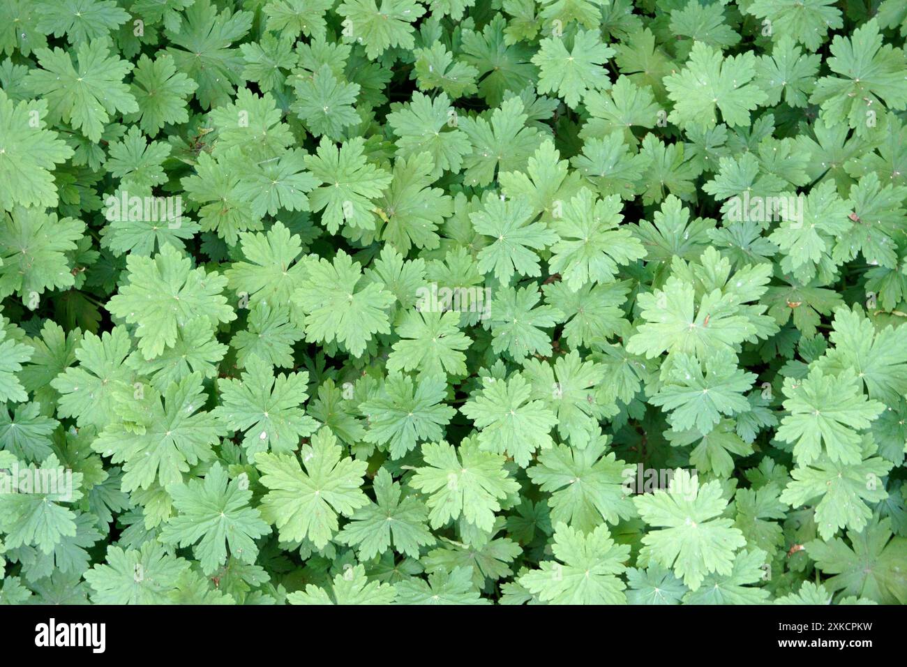 Gros plan de feuilles de géranium, fond vert Banque D'Images