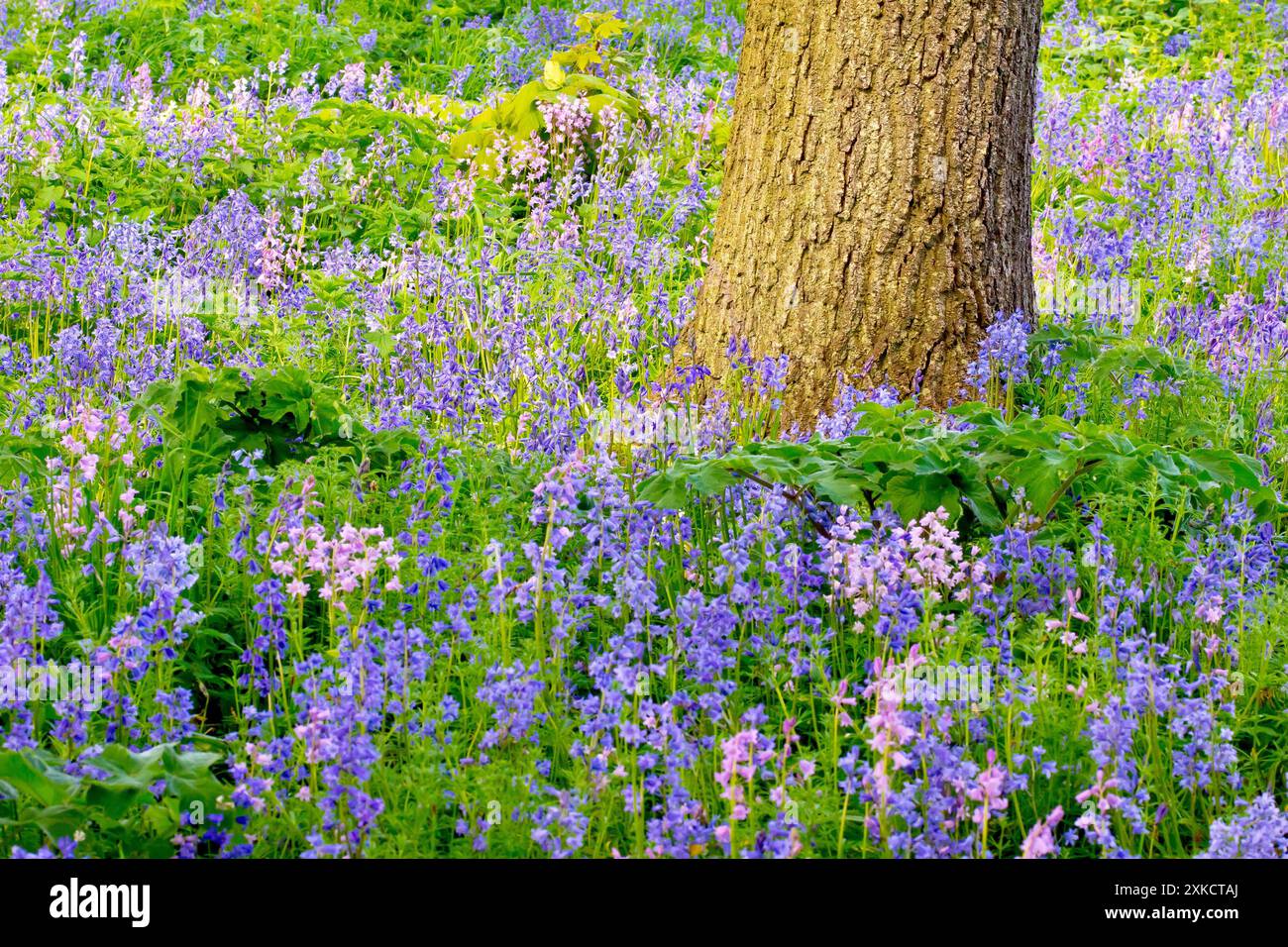 Bluebell ou Hyacinthe sauvage (Hyacinthoides non-scripta, endymion non-scriptus), gros plan des fleurs recouvrant le sol d'une forêt ouverte au printemps Banque D'Images