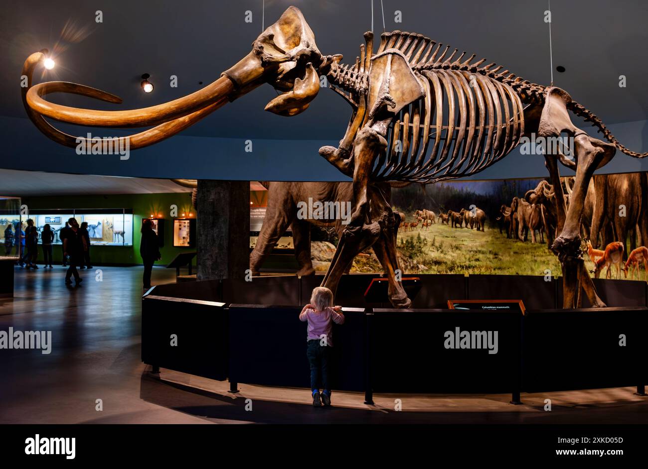 Un enfant regarde un impressionnant squelette de mammouth colombien exposé au la Brea Tar Pits Museum à Los Angeles, en Californie Banque D'Images