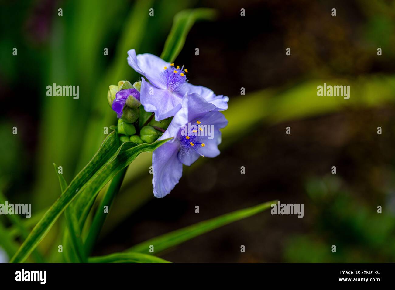 Tradescantia subaspera Banque D'Images