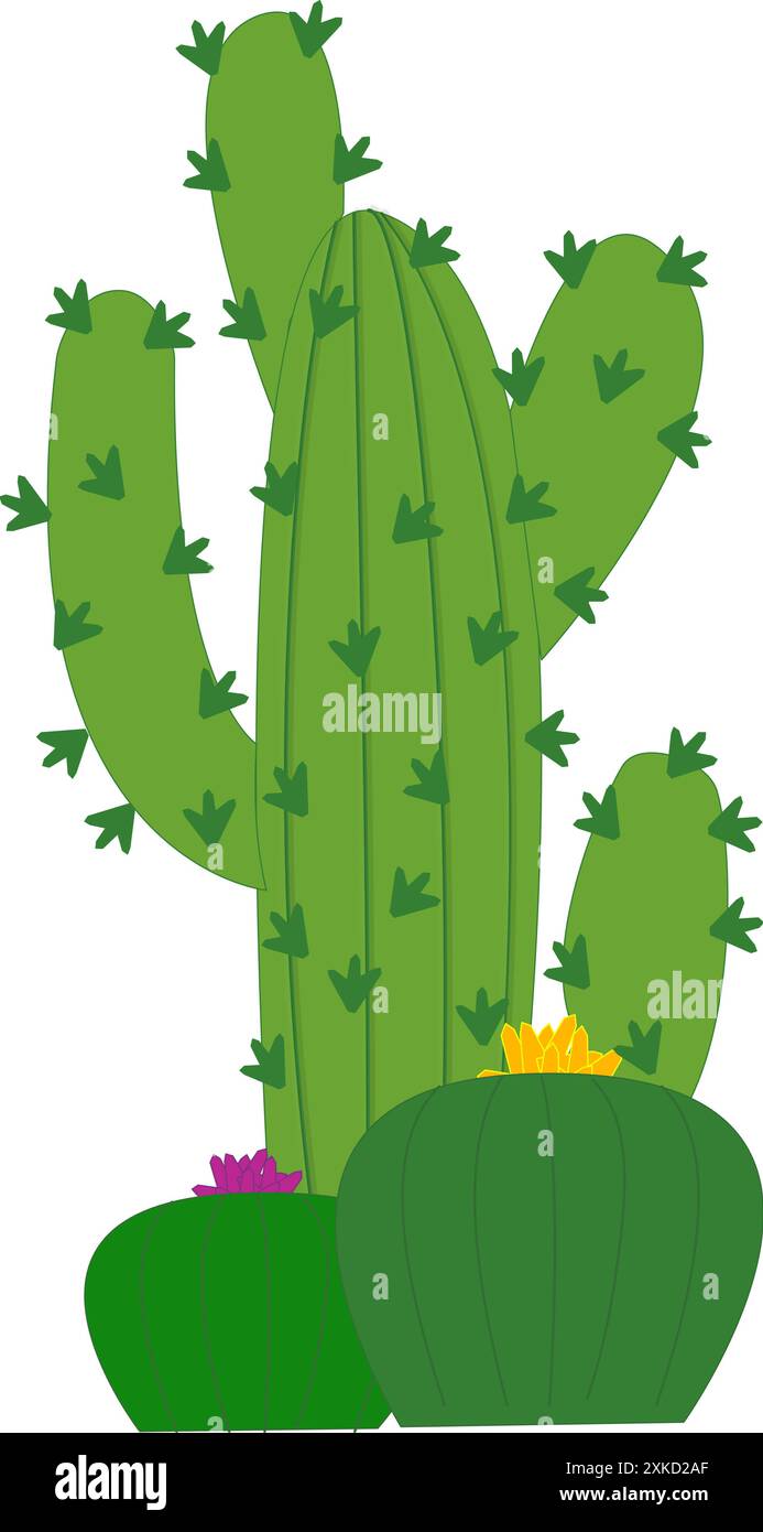 Cactus - couleur verte avec des fleurs jaunes et roses - graphiques vectoriels de la nature - végétation désertique - plantes succulentes Illustration de Vecteur