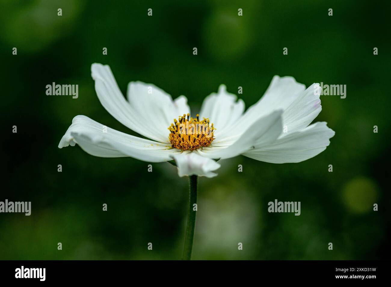 Leucanthemum superbum Banque D'Images