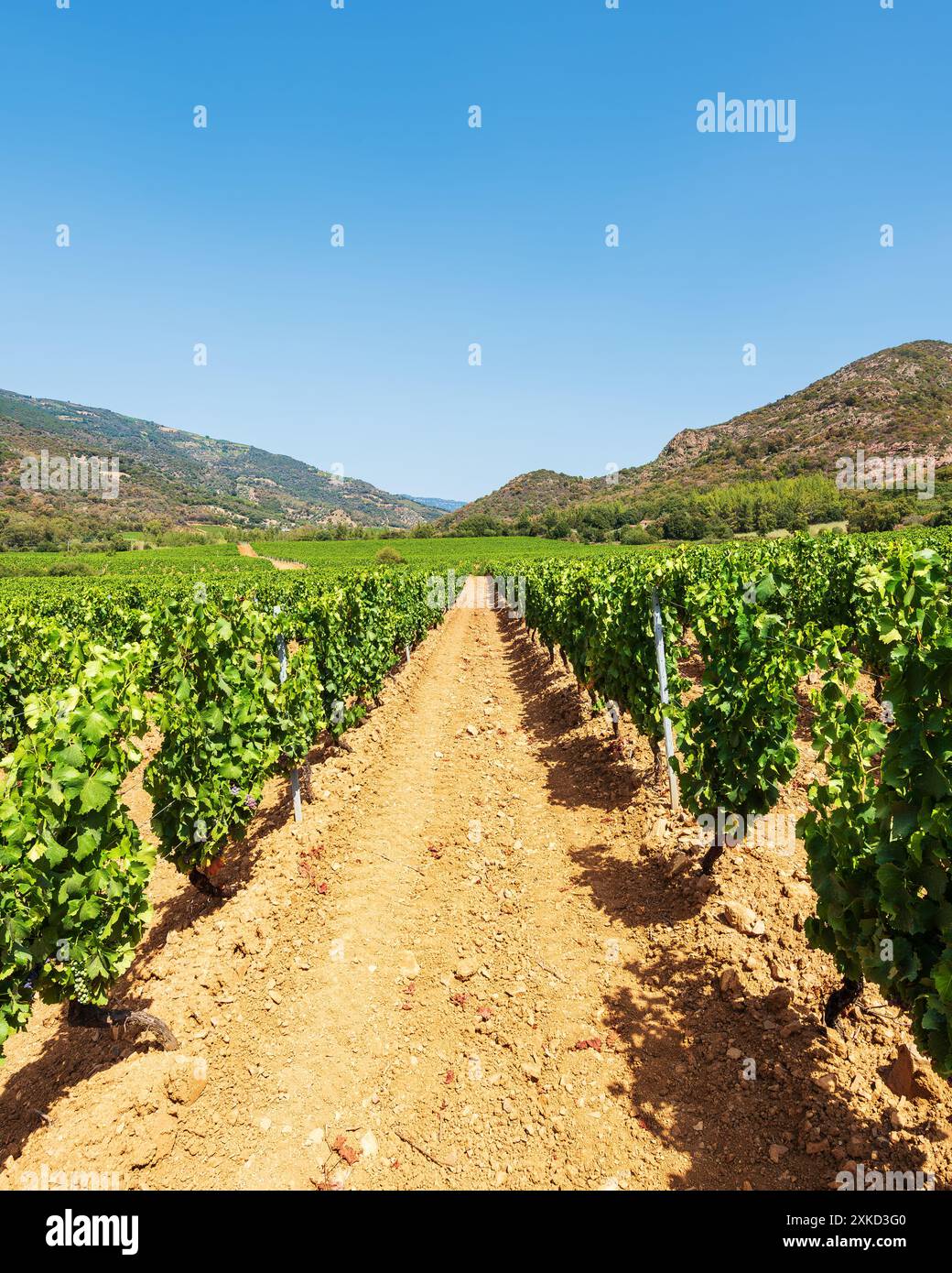 Rangées d'un beau vignoble pour la production de vin cultivé en Sardaigne, Italie. Agriculture traditionnelle. Banque D'Images