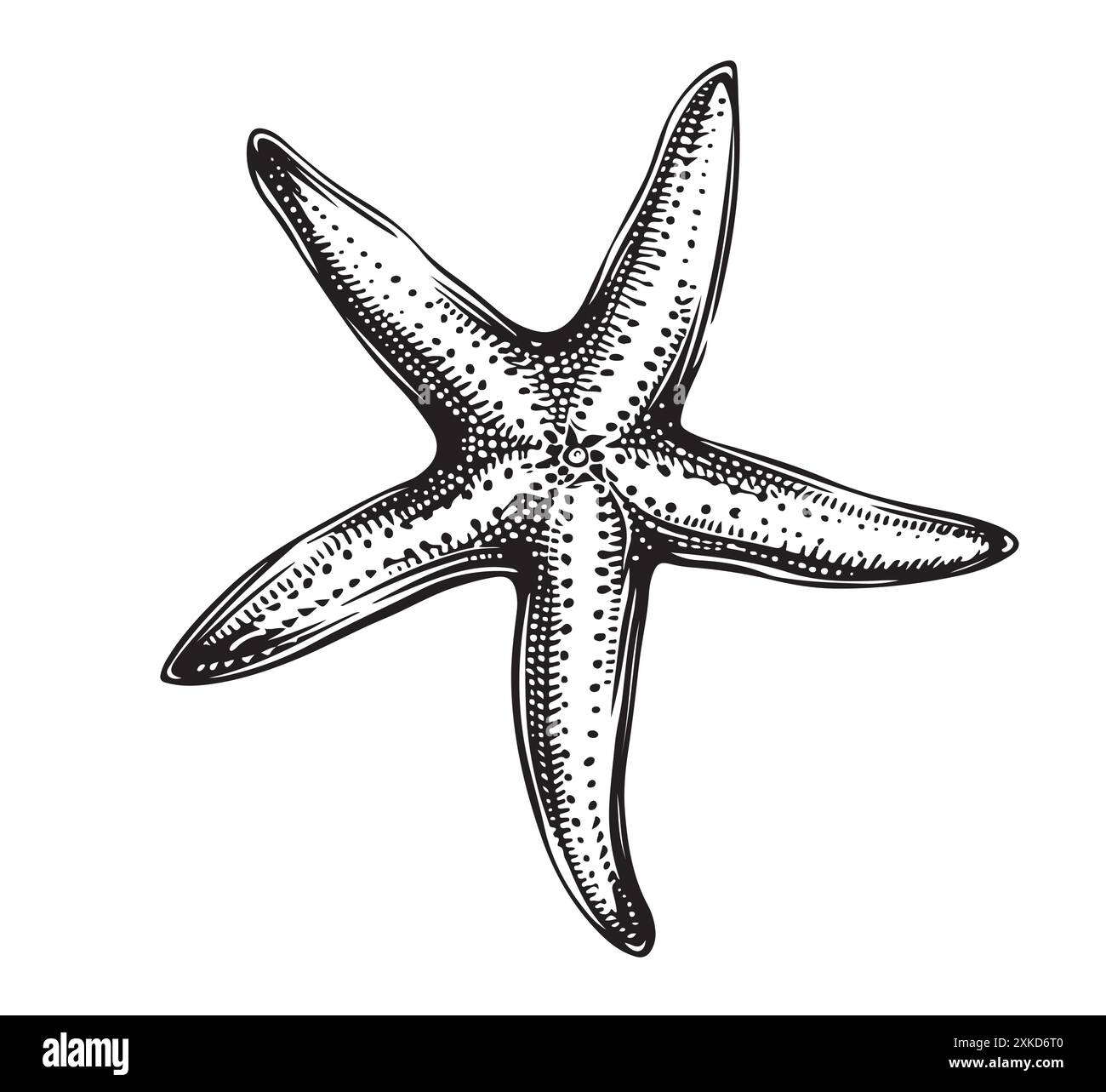 Croquis dessiné à la main de Starfish marine, vecteur sous-marin aquatique océanique. Gravure illustration sur fond blanc. Illustration de Vecteur