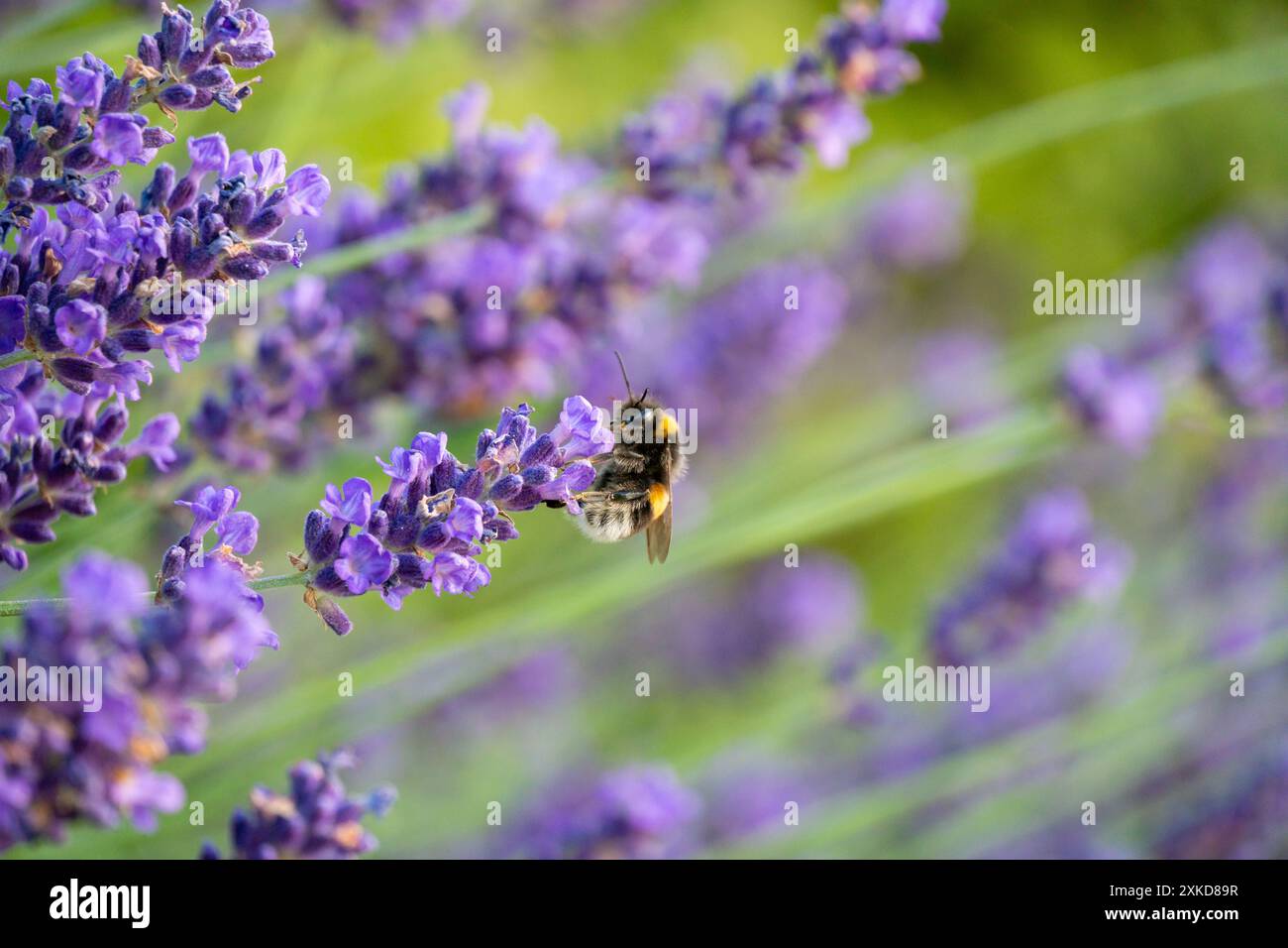 Lavande pollinisatrice de bourdons à Horten, Norvège Banque D'Images