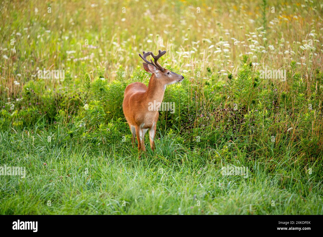 Le cerf à queue blanche avec velours sur ses bois se déplace à travers une prairie ouverte en été Banque D'Images