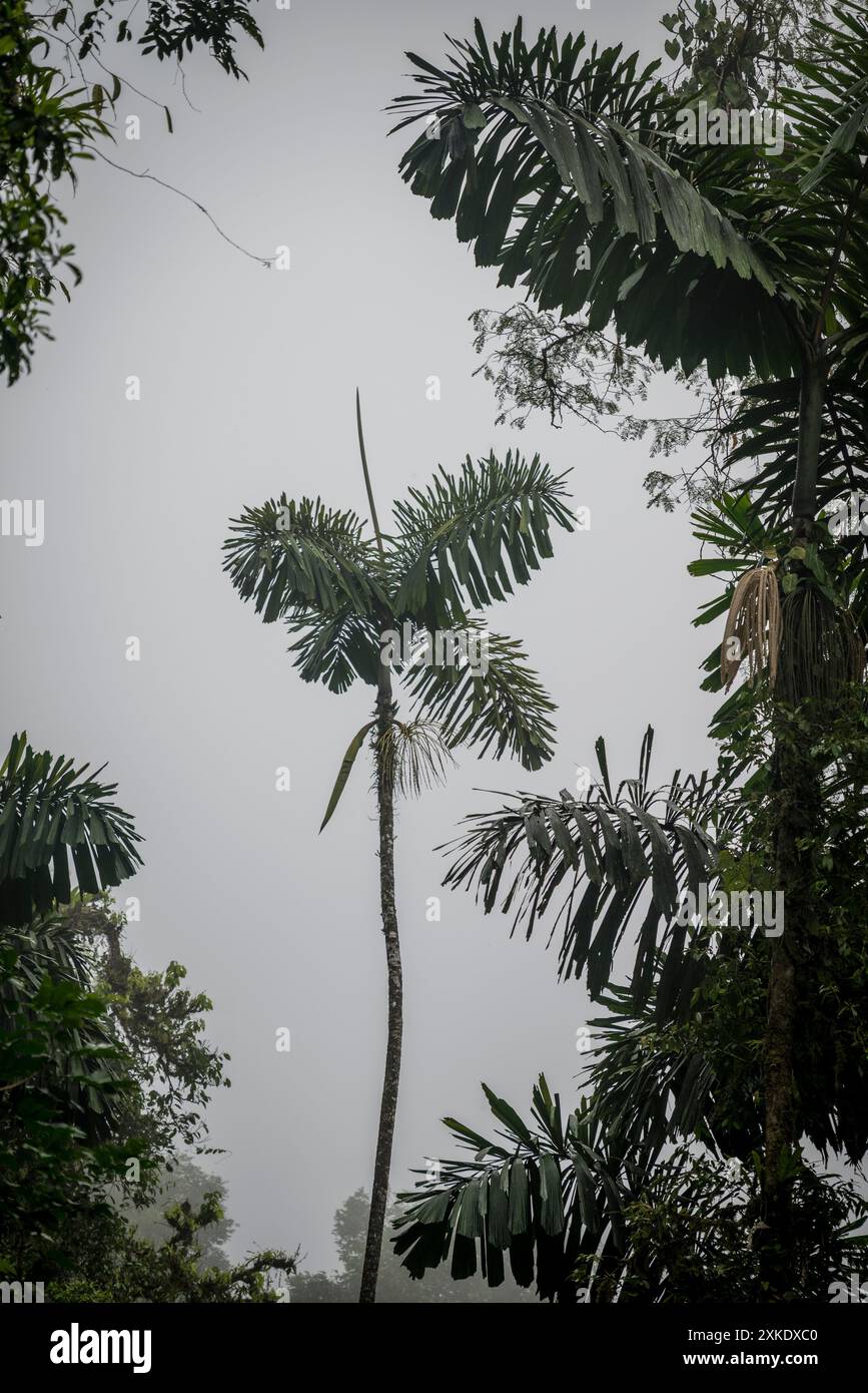 Forêt tropicale, Mistico Hanging Bridge Park, Costa Rica, Amérique centrale Banque D'Images