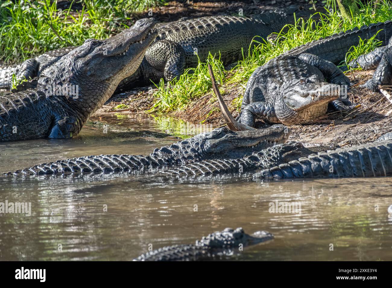 Congregation of American Alligators (Alligator mississippiensis) at nouveau Augustine Alligator Farm on Anastasia Island in nouveau Augustine, Florida. (ÉTATS-UNIS) Banque D'Images Congregation of American Alligators (Alligator mississippiensis) at nouveau Augustine Alligator Farm on Anastasia Island in nouveau Augustine, Florida. (ÉTATS-UNIS) Banque D'Images