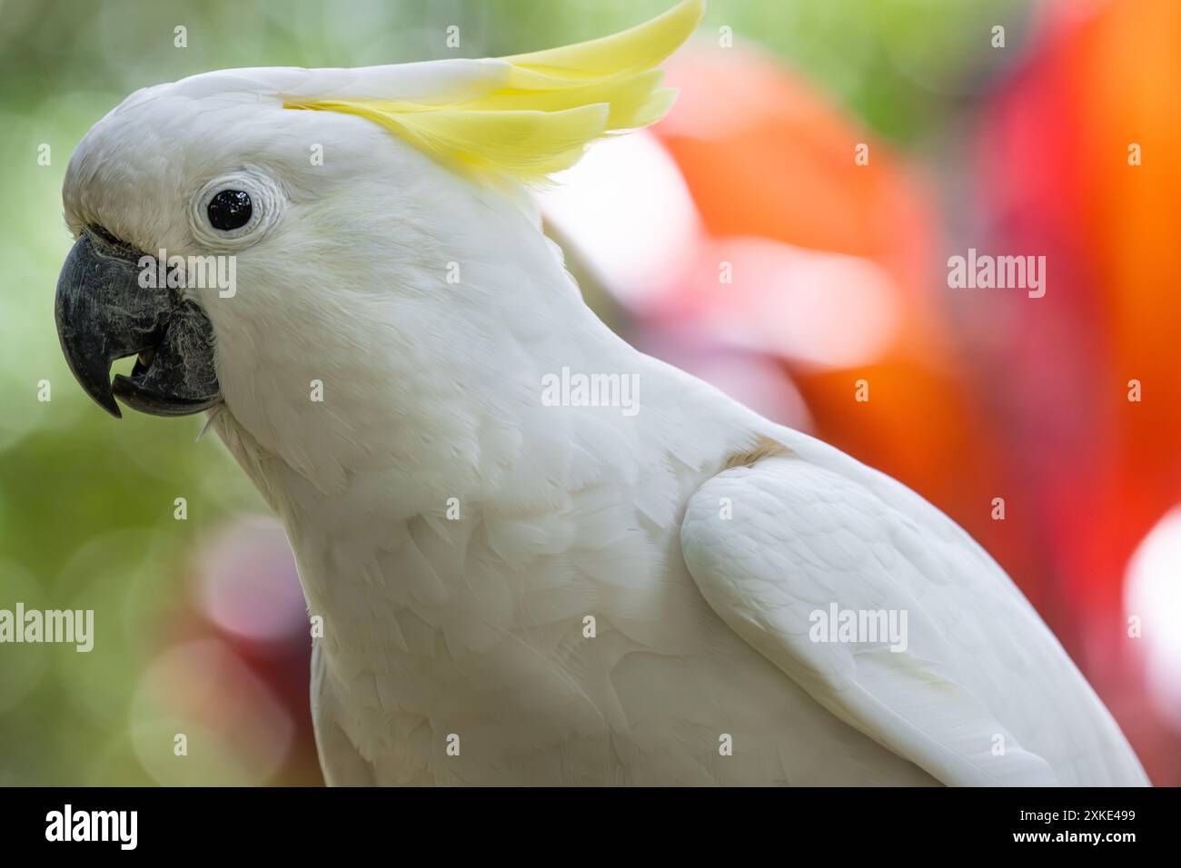 Sulphur-Crested Cockatoo (Cacatua galerita) au parc zoologique Augustine Alligator Farm sur Anastasia Island à Augustine, FL. (ÉTATS-UNIS) Banque D'Images