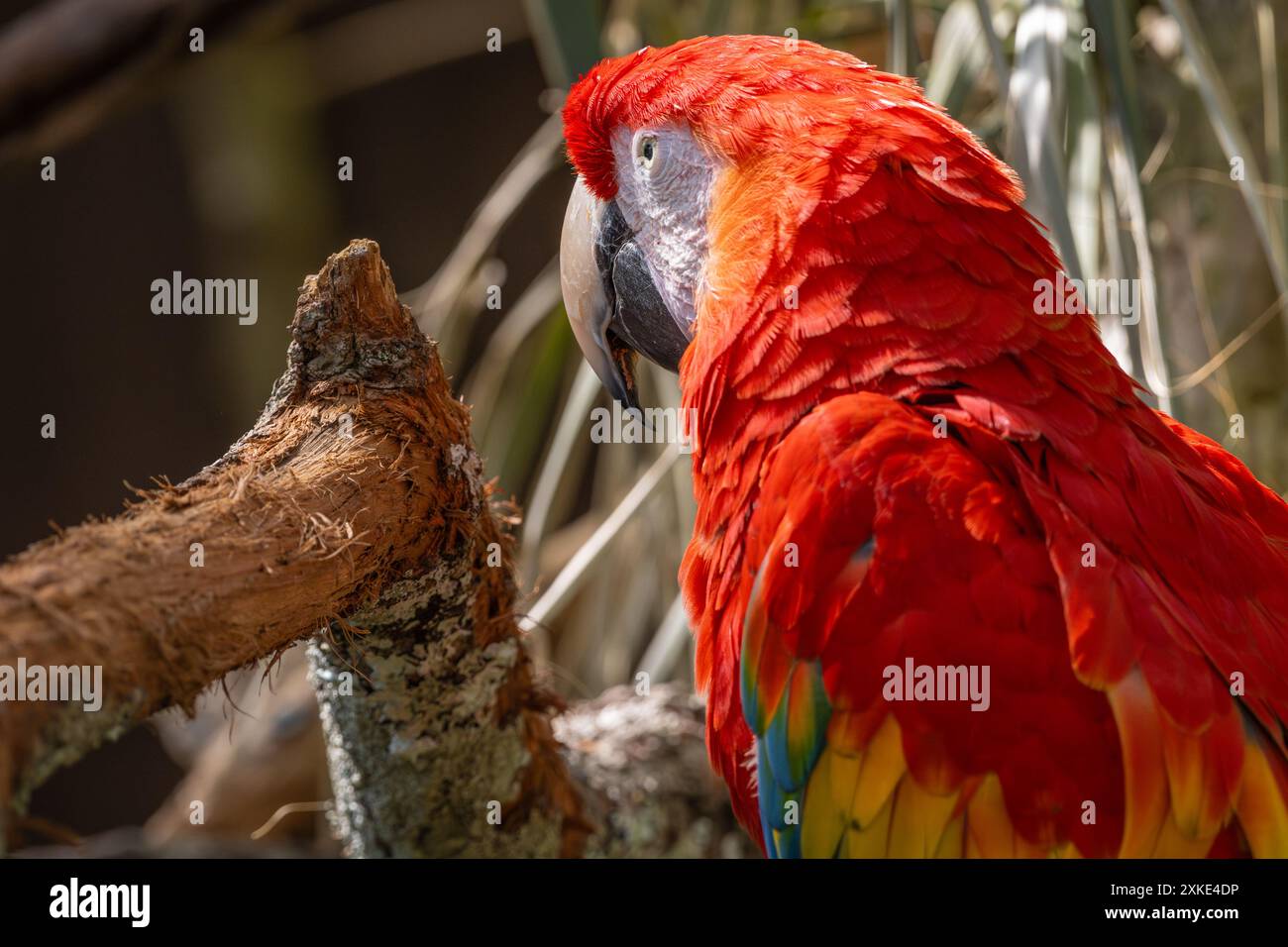 Vibrant Scarlet macao (Ara macao) au parc zoologique Augustine Alligator Farm sur Anastasia Island à Augustine, Floride. (ÉTATS-UNIS) Banque D'Images