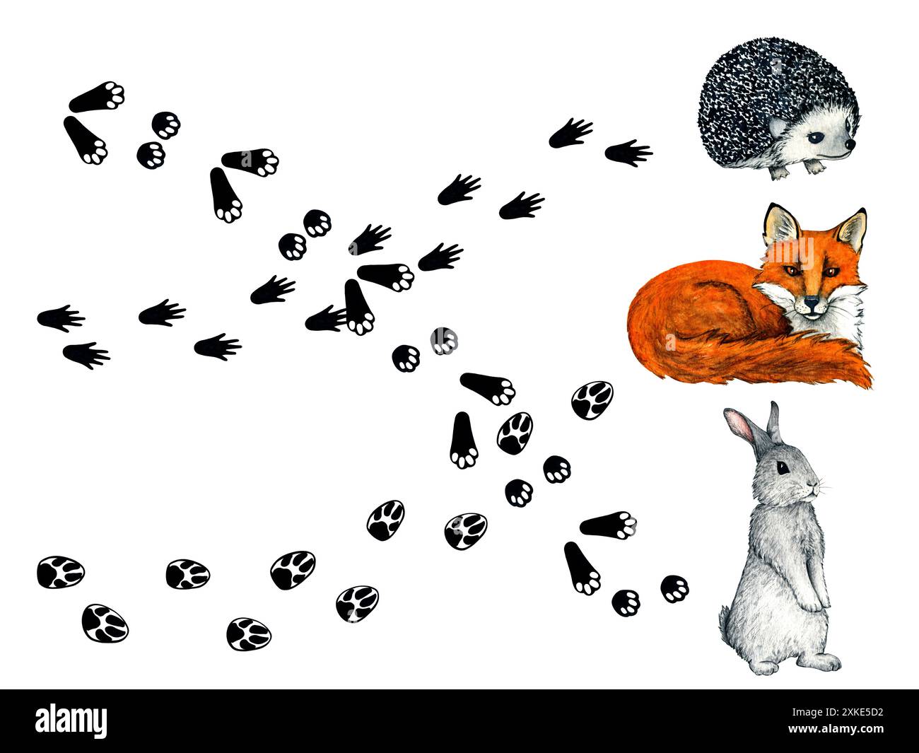 Traces d'animaux sauvages. Jeu pour enfants avec empreinte d'animaux en couleur noire. Trace de patte - lièvre, renard, hérisson. Illustration aquarelle pour la conception d'enfants. Banque D'Images