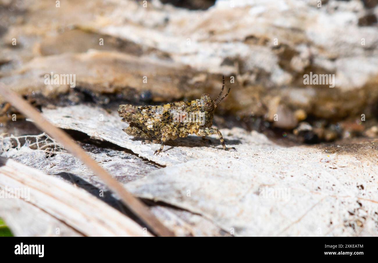 Une sauterelle pygmée Tetrix est perchée au sommet d'un morceau d'écorce ; son corps camouflé parmi les bruns clairs et les blancs du sol de la forêt. Banque D'Images