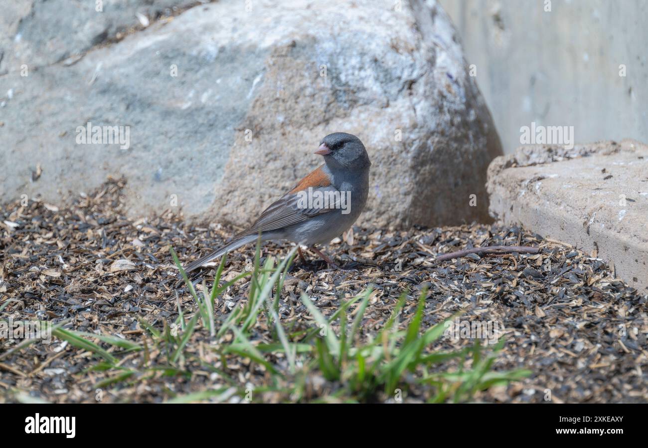 Un Junco à tête grise ; une sous-espèce du Junco aux yeux noirs (Junco hyemalis ssp. Caniceps) est vu en train de se nourrir dans une cour du Colorado. L'oiseau est perché. Banque D'Images