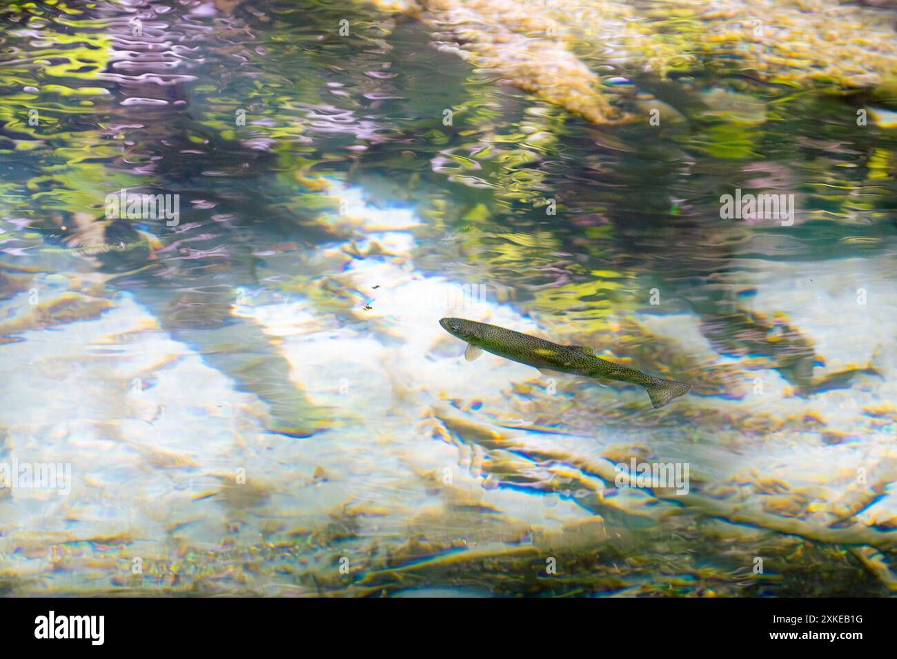 Truite fardée dans un ruisseau de l'affluent de la rivière Squamish, Banque D'Images