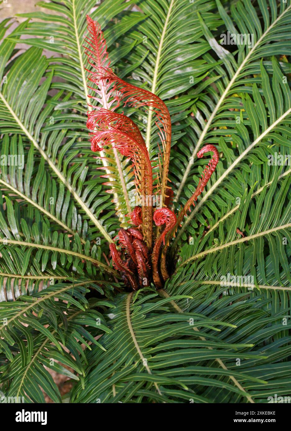 Fougère d'arbre nain brésilien, fougère d'arbre rouge brésilien ou fougère d'arbre nain rouge, Neoblechnum brasiliense, Blechnaceae. Amérique du Sud. Banque D'Images