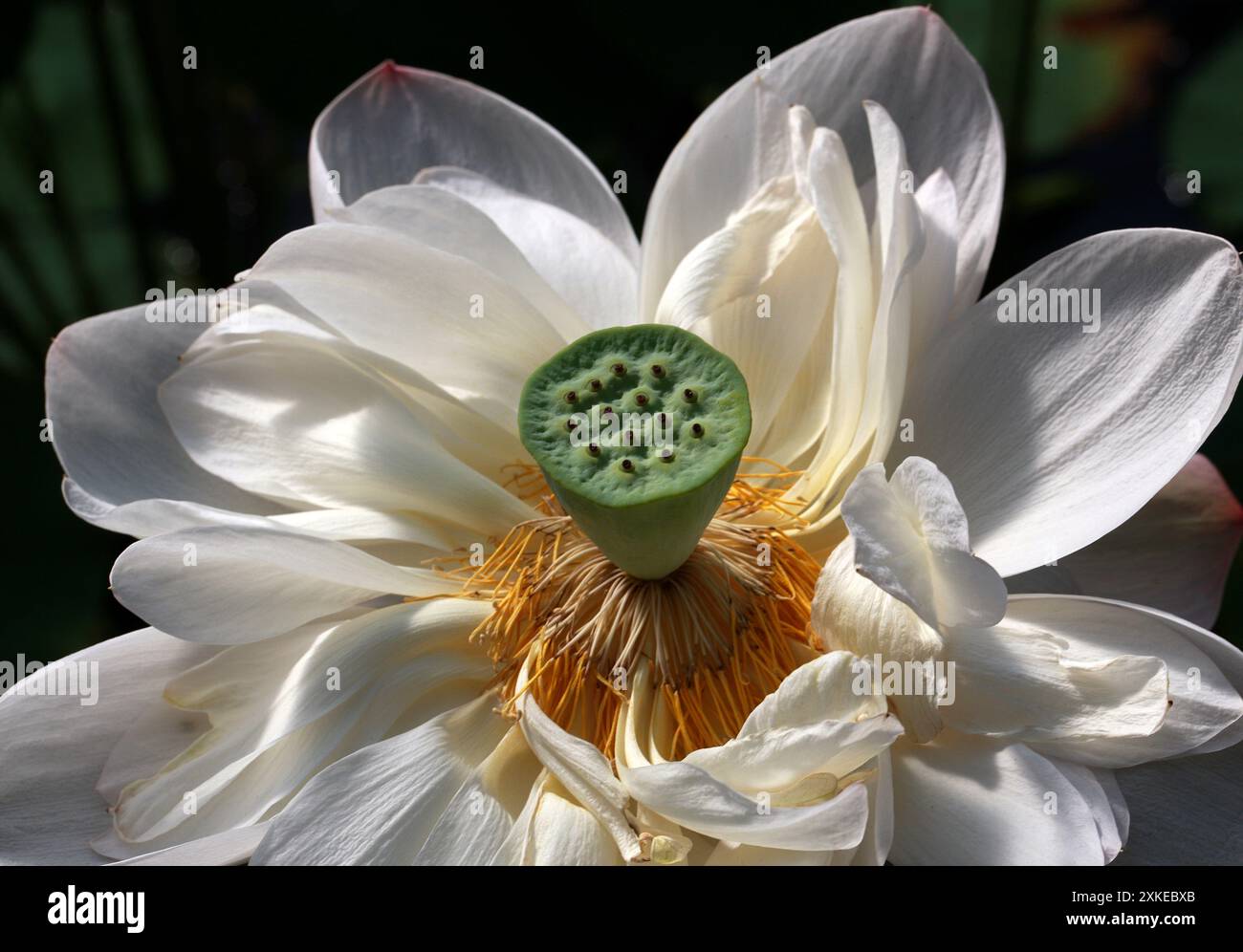 Lotus indien, Lotus sacré, haricot d'Inde ou nénuphar sacré, Nelumbo nucifera, Nelumbonaceae, syn. Nelumbium speciosum ou Nymphaea nelumbo. Banque D'Images