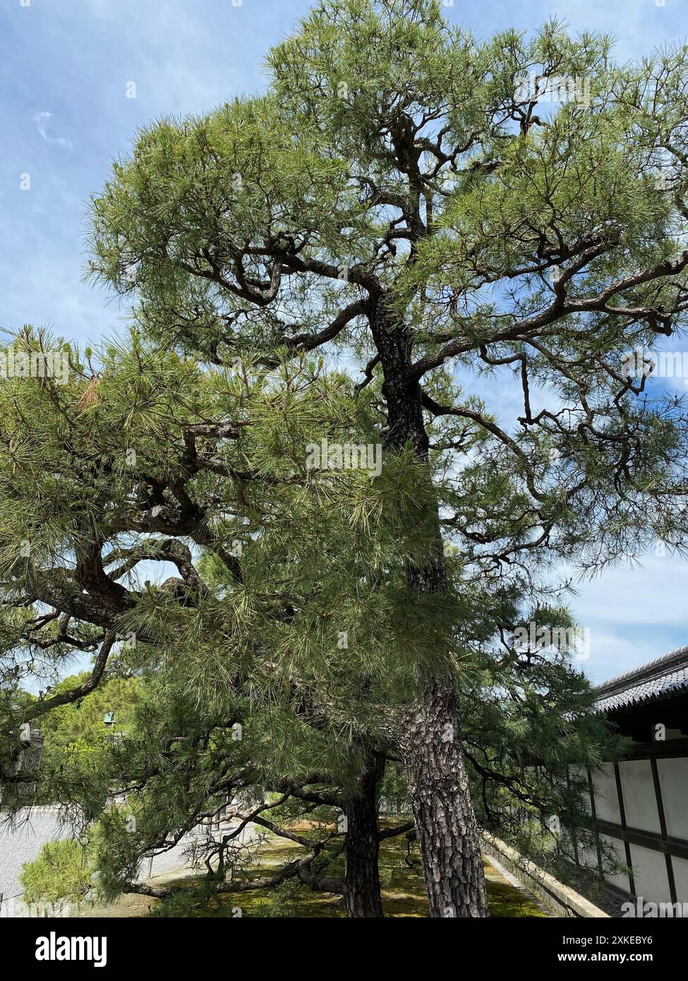 Photo d'un Pinus thunbergii, pin noir, pin noir japonais ou pin japonais dans le château de Motorikyu ou Moto-Rikyu Nijo à Kyoto, Japon. Banque D'Images