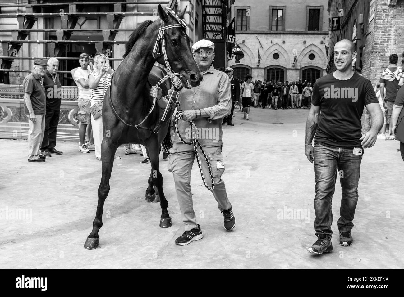 La Lupa (She-Wolf) Contrada et Horse arrivent sur la Piazza Del Campo pour Une course d'essai, le Palio, Sienne, Toscane, Italie. Banque D'Images