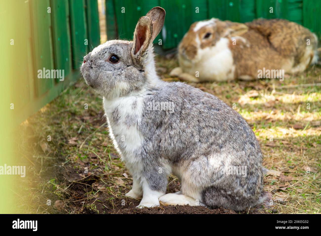 Lapin gris avec un lapin de plus derrière Banque D'Images