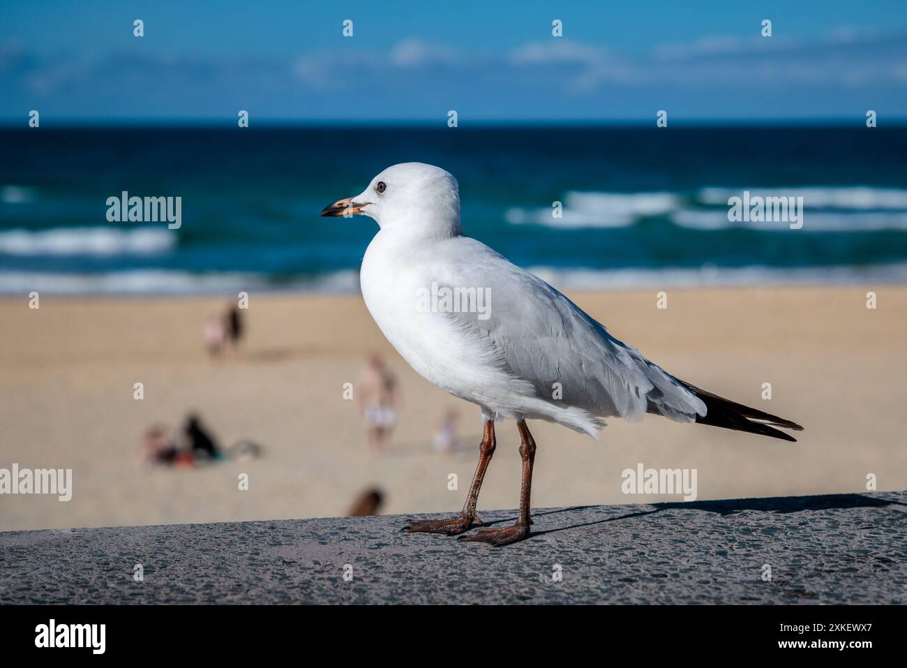 Mouette sur la plage de Surfers Paradise, Australie Banque D'Images
