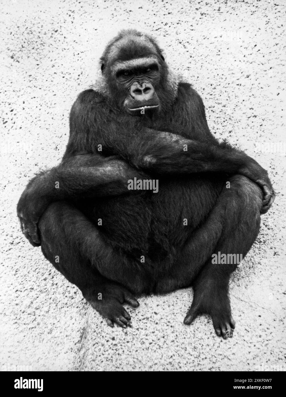 San Francisco, Californie 1970 Pogo, l'un des gorilles des plaines de l'ouest du zoo de San Francisco, a un comportement doux et ludique qui est démenti par son apparence. Banque D'Images