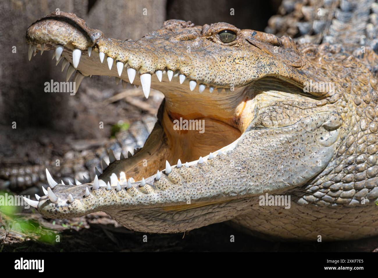 Crocodile philippin (Crocodylus mindorensis) baring dents avec bouche ouverte à l'Augustine Alligator Farm Zoological Park à Augustine, Floride. Banque D'Images