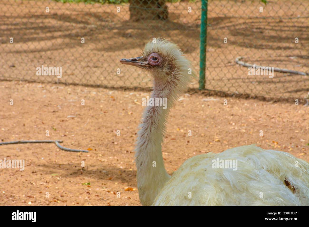 Oiseau émeu blanc en gros plan Banque D'Images