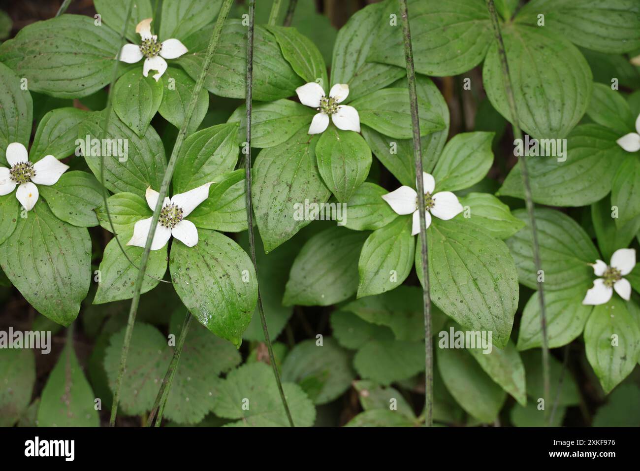 Dogwood nain de l'Ouest Banque D'Images