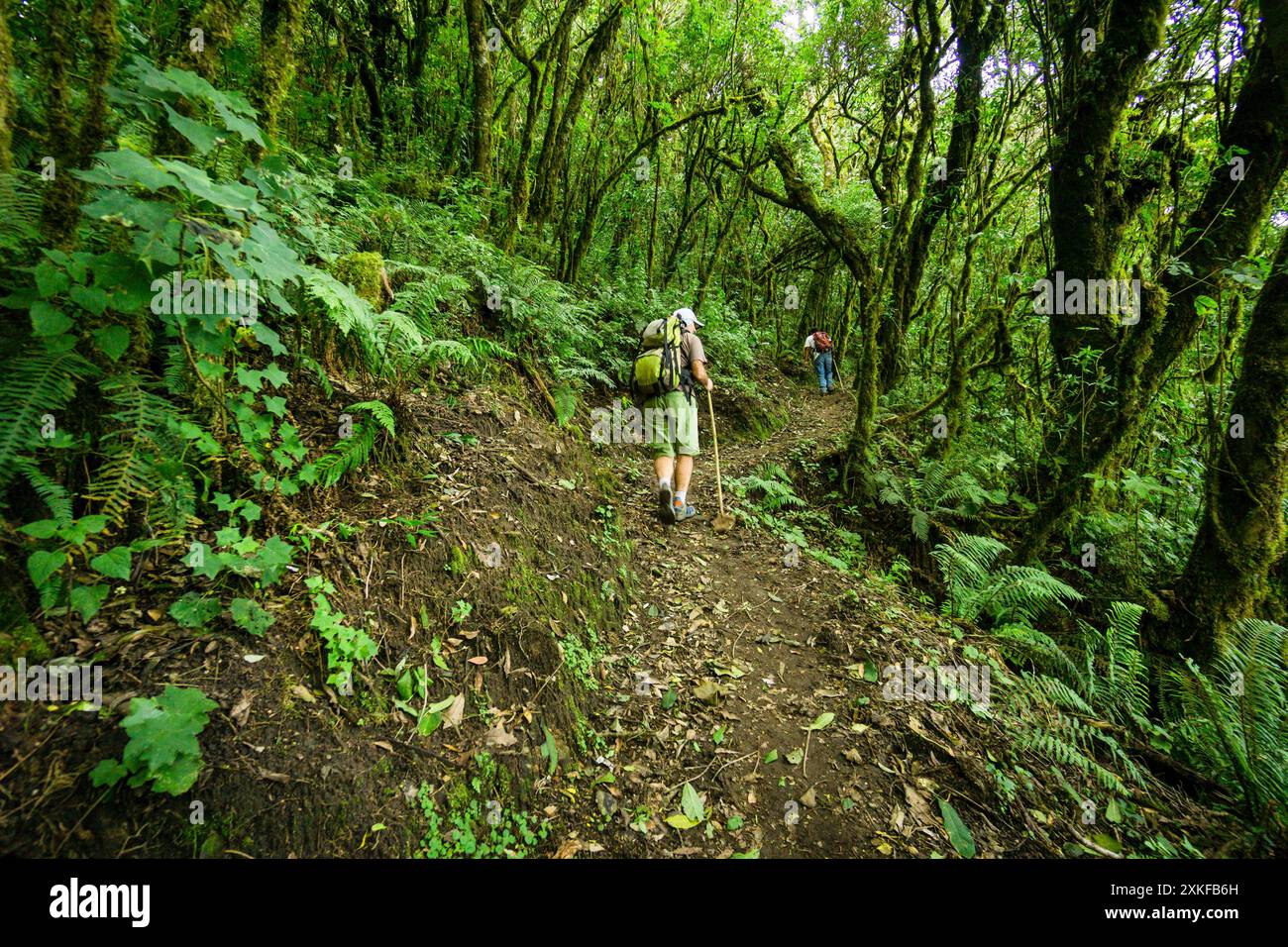 Randonneurs, forêt de nuages sur les pentes du volcan Tolimán, lac Atitlán, Guatemala, Amérique centrale. Banque D'Images