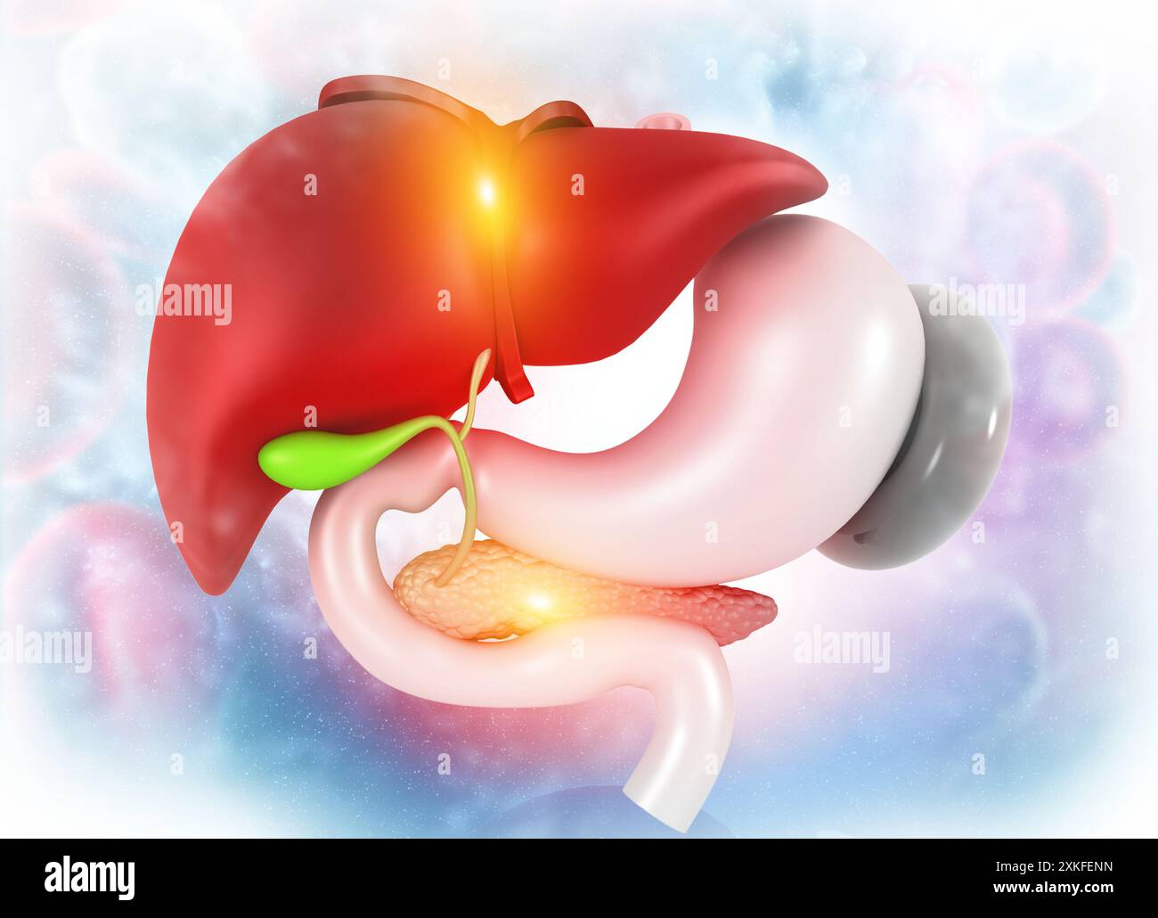 Anantomie du foie, de l'estomac, du pancréas vésicule biliaire et de la rate sur le fond médical. illustration 3d. Banque D'Images