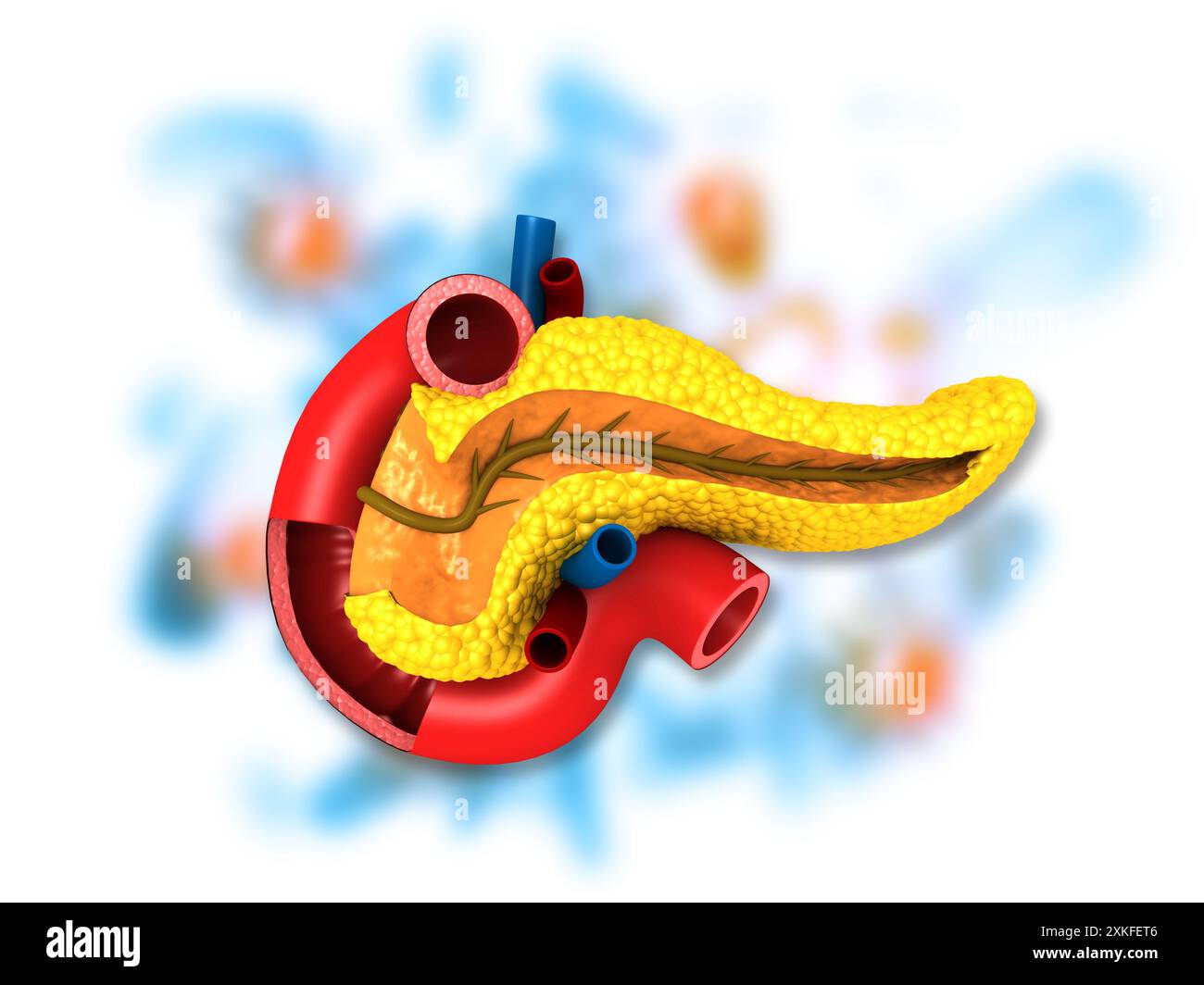 Anatomie du pancréas. illustration 3d. Banque D'Images