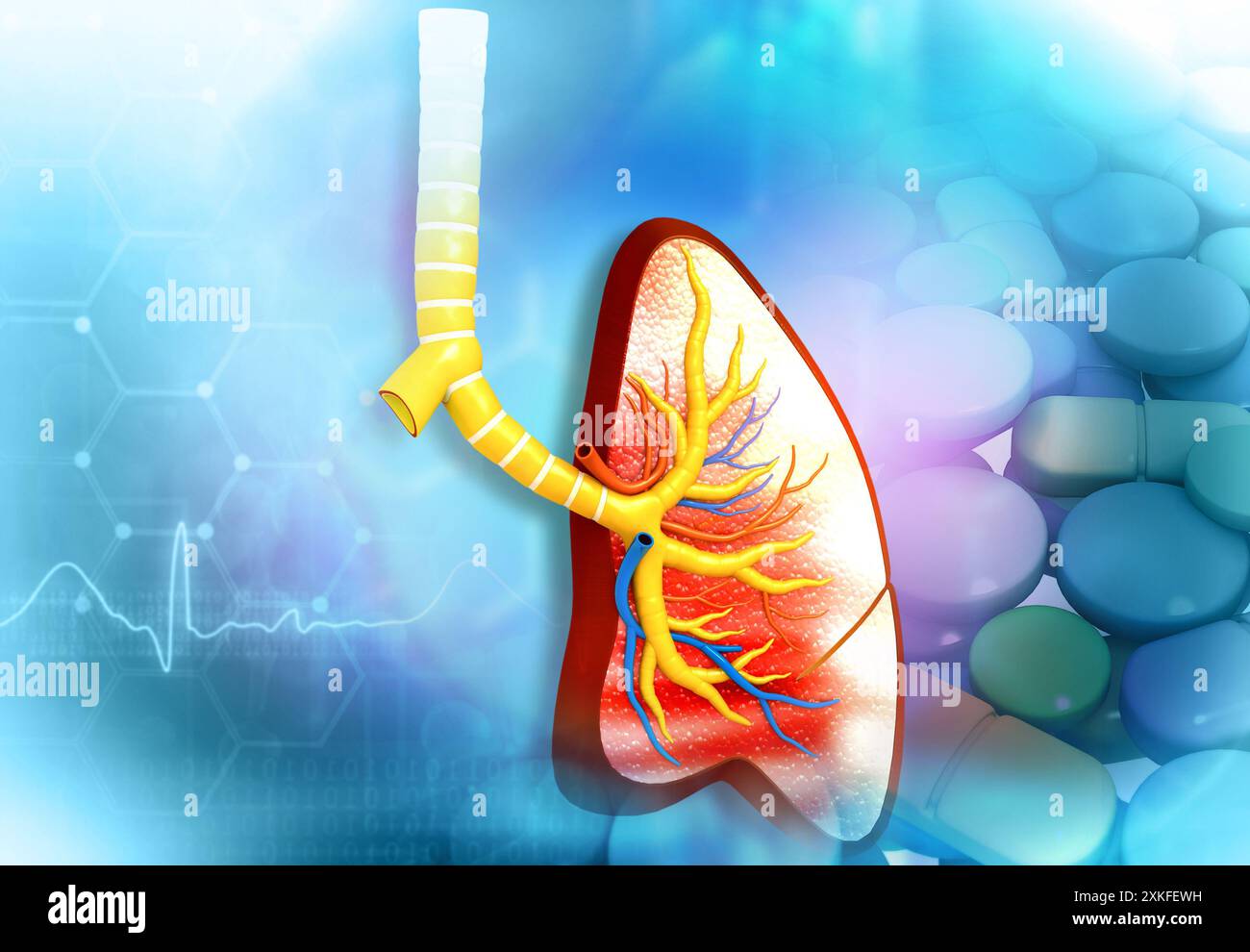 Anatomie des poumons humains sur fond médical. rendu 3d. Banque D'Images
