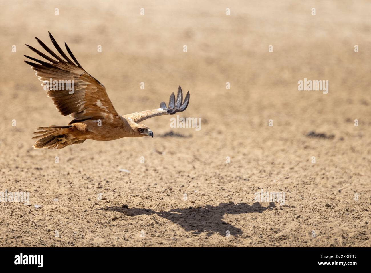 Aigle Tawny (Aquila rapax) en vol à basse altitude projetant son ombre sur le sol Banque D'Images