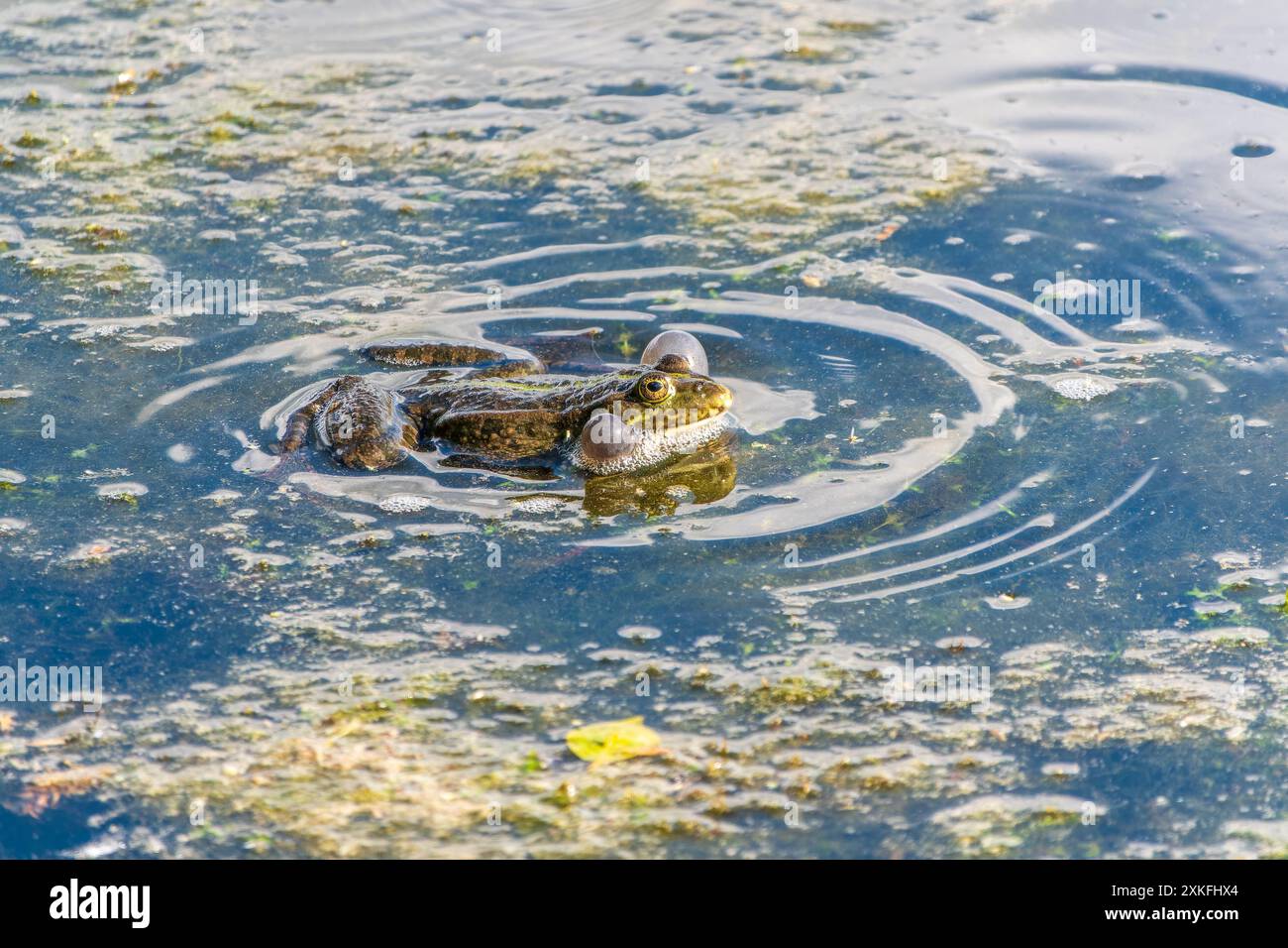 Une grande grenouille verte avec les joues gonflées se trouve dans le marais. Banque D'Images