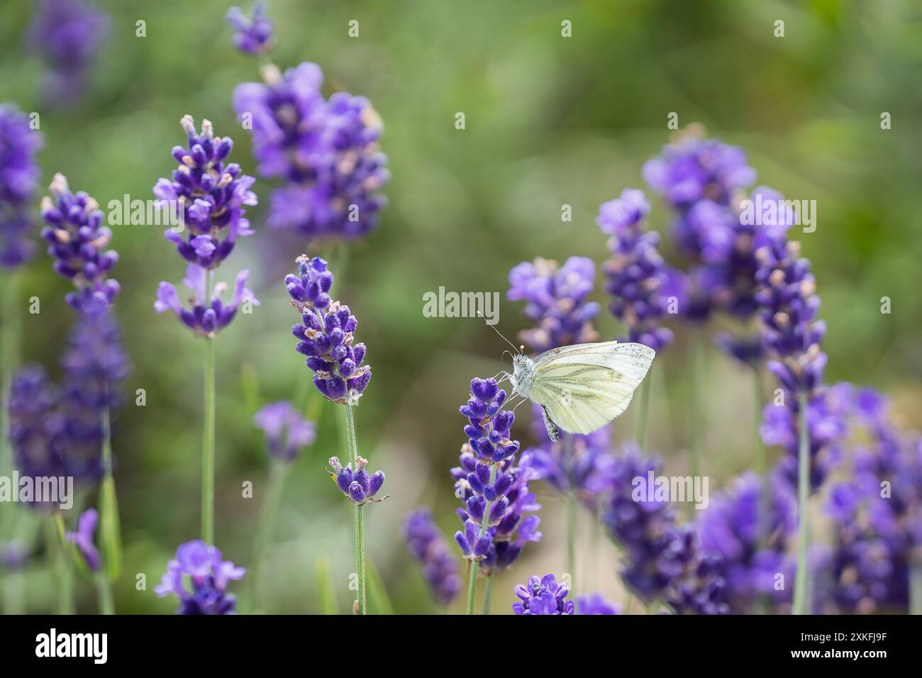 Pieris napi ou papillon blanc à veines vertes sur une fleur de lavande. Le blanc à veines vertes (Pieris napi) est accroché à un nectar de lavande. Macro. Banque D'Images