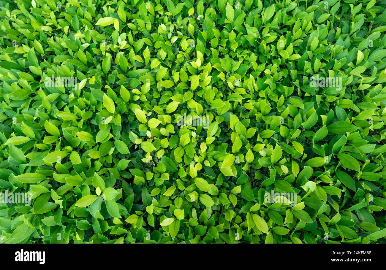 Petites feuilles vertes sur fond de texture de la paroi de haie. Gros plan plante de haie verte dans le jardin. Mur de haies écologique à feuilles persistantes. Toile de fond naturelle. La beauté dans la nature Banque D'Images