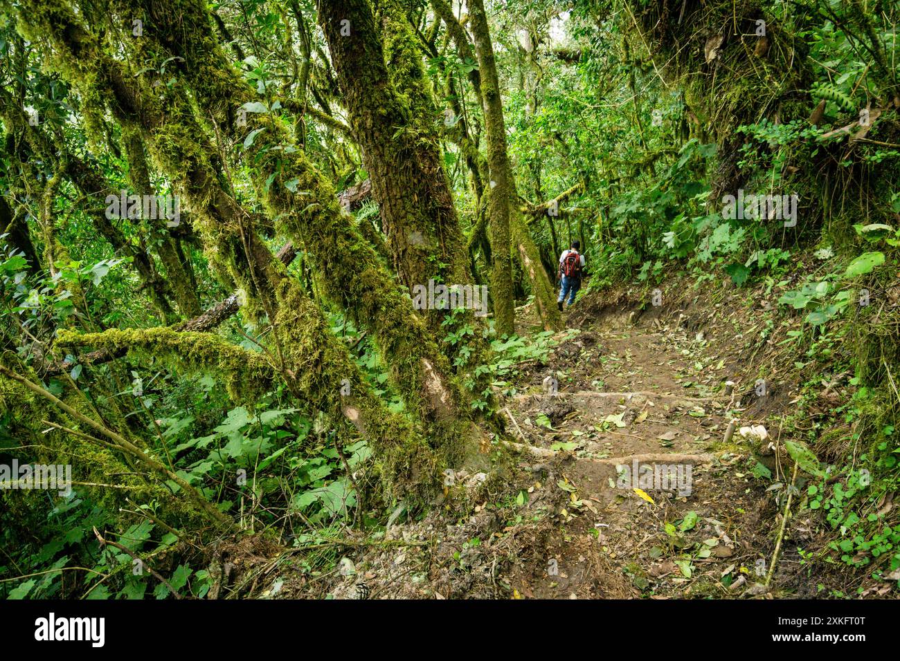 Forêt de nuages sur les pentes du volcan Toliman, lac Atitlan, Guatemala, Amérique centrale. Banque D'Images