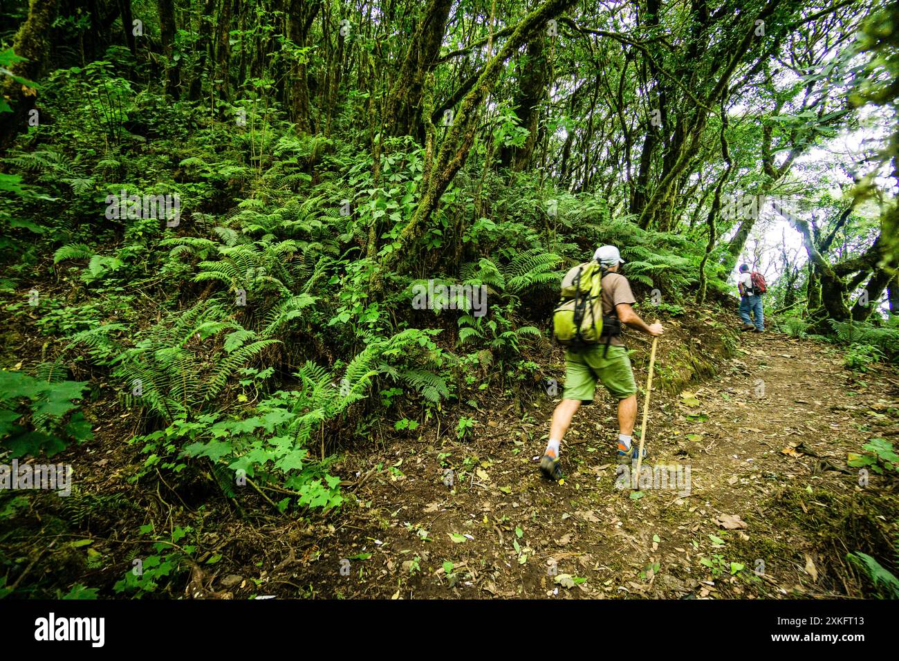 Randonneurs, forêt de nuages sur les pentes du volcan Tolimán, lac Atitlán, Guatemala, Amérique centrale. Banque D'Images