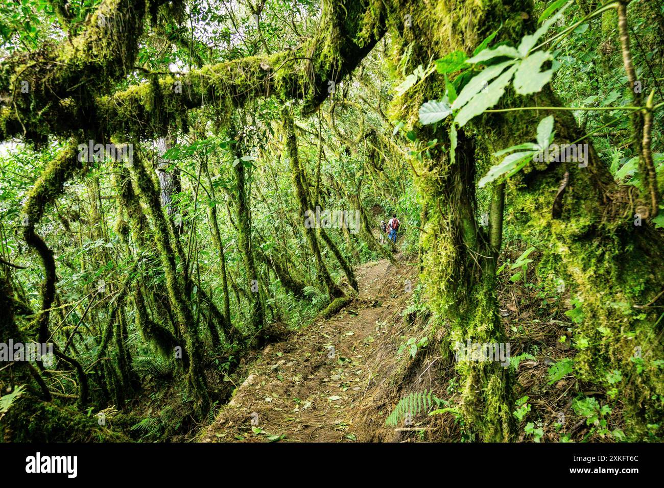 Forêt de nuages sur les pentes du volcan Toliman, lac Atitlan, Guatemala, Amérique centrale. Banque D'Images