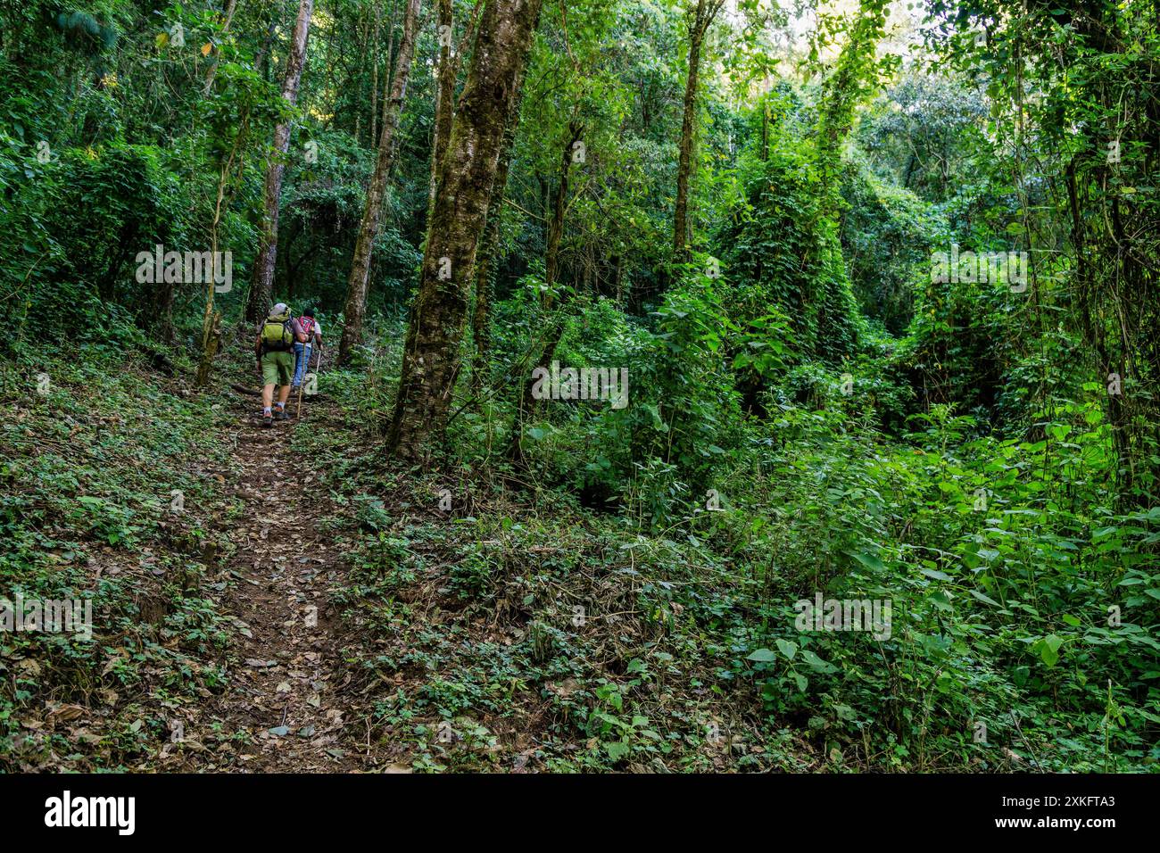 Forêt de nuages sur les pentes du volcan Toliman, lac Atitlan, Guatemala, Amérique centrale. Banque D'Images