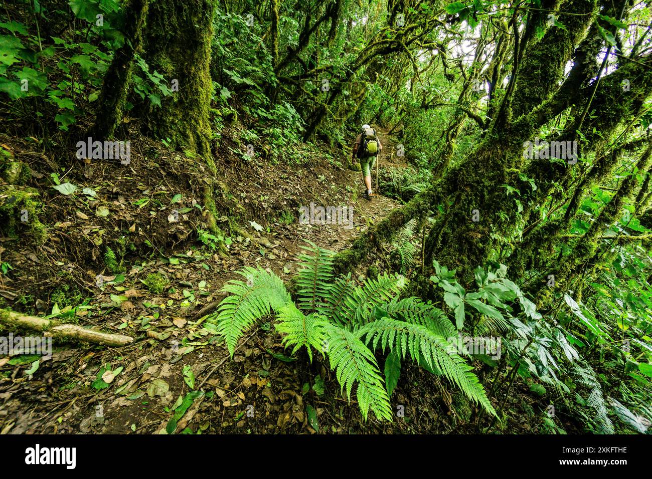 Randonneurs, forêt de nuages sur les pentes du volcan Tolimán, lac Atitlán, Guatemala, Amérique centrale. Banque D'Images