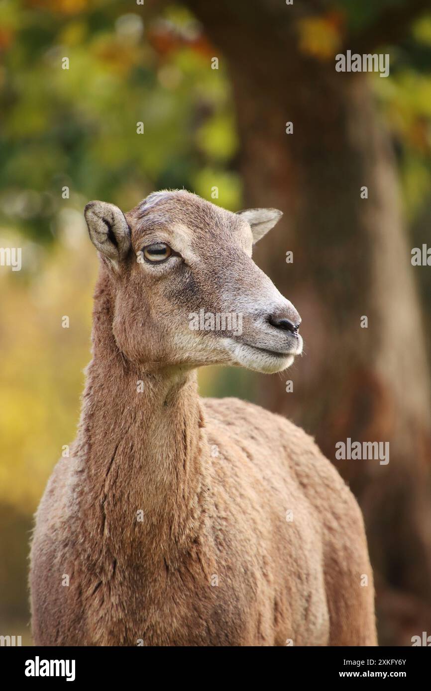 portrait d'un mouflon dans la nature. C'est jeune femelle Banque D'Images