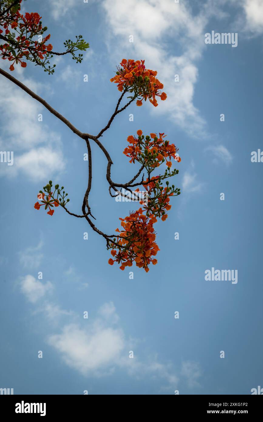 Branches de fleurs rouges agains ciel, Panama City, Panama, Amérique centrale Banque D'Images