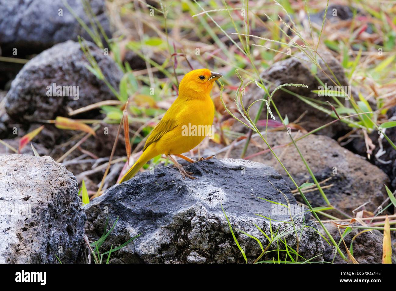 finch safran (Sicalis flaveola), assis sur la lave, USA, Hawaii, Big Island Banque D'Images