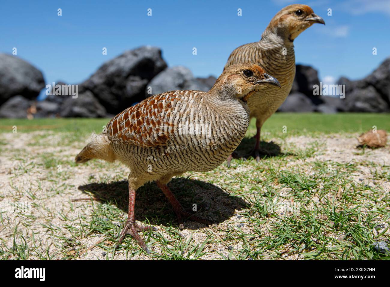 Francolin gris indien, francolin gris, perdrix gris (Francolinus pondicerianus), paire au sol, USA, Hawaii, Mauna Lani Beach Club, Big Island Banque D'Images