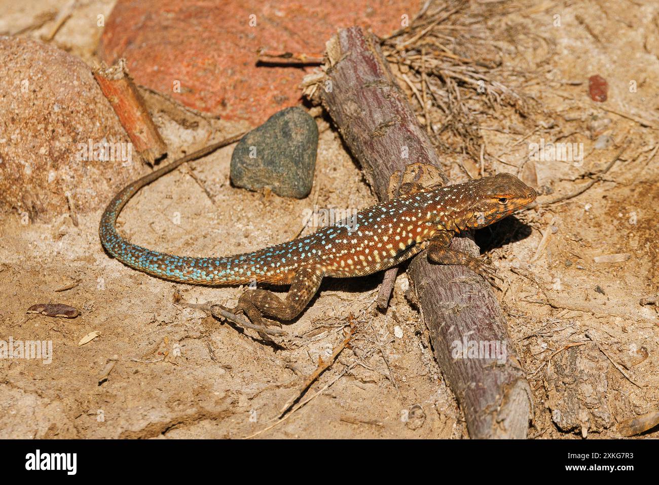 Lézard à éclaboussures latérales, lézard à éclaboussures latérales communes (Uta stansburiana), mâle, USA, Arizona, Verde River Banque D'Images