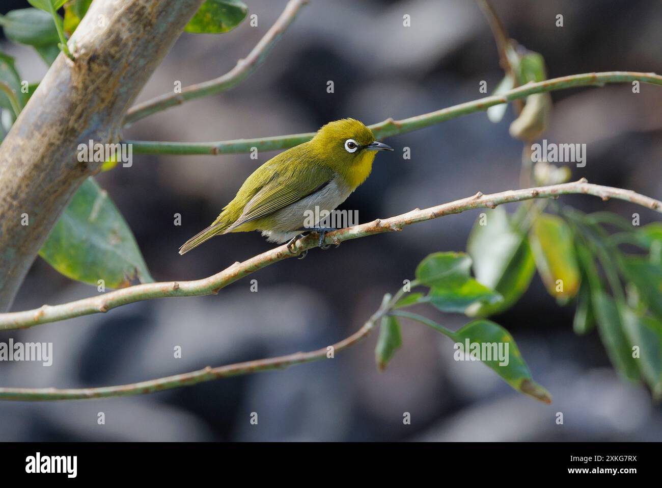 Yeux blancs japonais (Zosterops japonicus), assis sur une branche, États-Unis, Hawaï, Mauna Lani, Grande île Banque D'Images