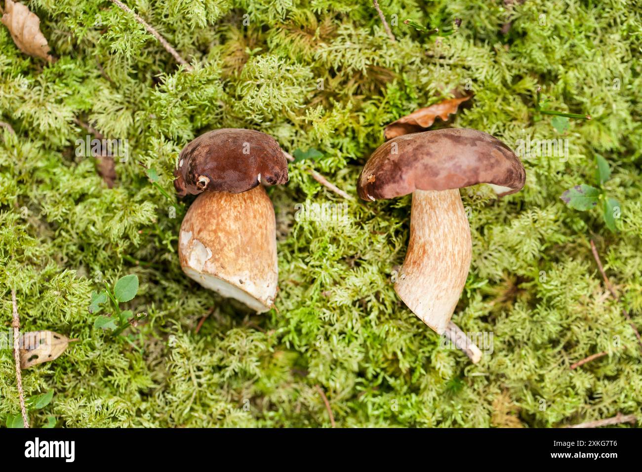 Bolete de baie (Boletus badius, Xerocomus badius), fructifications coupées, Allemagne Banque D'Images